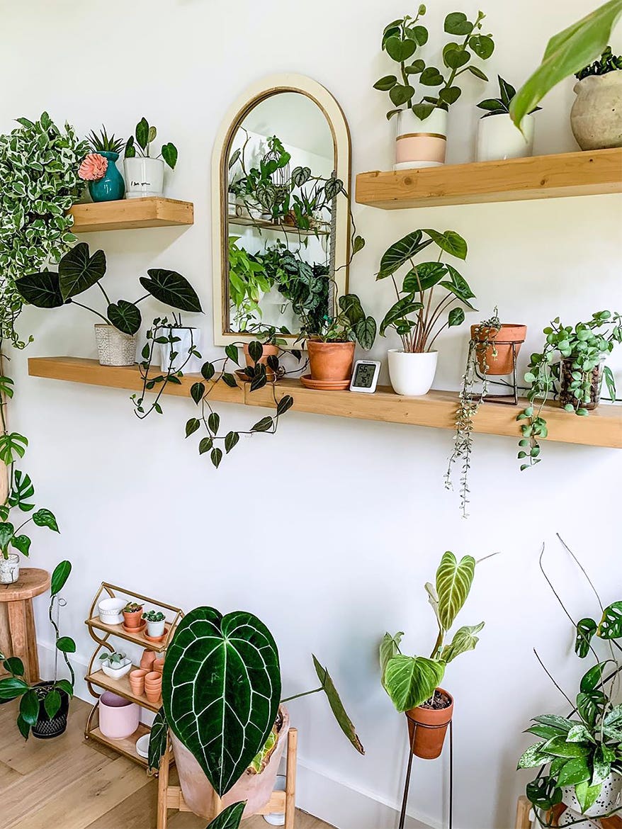 Plants on floating shelves