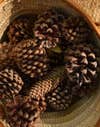 pine cones